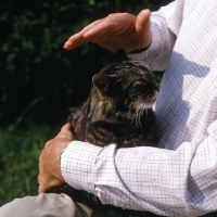 Picture of tabby cat, sam, being stroked