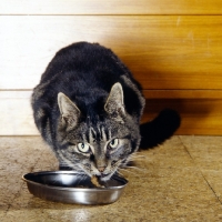 Picture of tabby cat, sam, eating from a dish