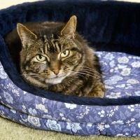 Picture of tabby cat, sam, in a bed 