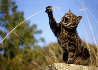 Picture of tabby cat, sam, striking at a piece of grass 
