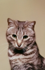Picture of tabby cat, silver, portrait