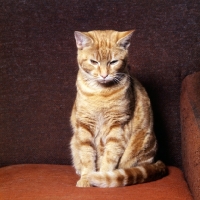 Picture of tabby cat sitting on a chair