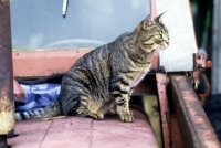 Picture of tabby cat sitting on a tractor