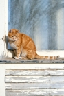 Picture of tabby cat sitting on a window sill