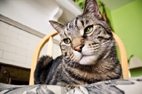 Picture of Tabby cat sitting on chair