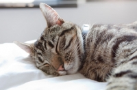 Picture of Tabby cat sleeping on white bed