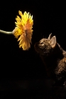 Picture of Tabby cat sniffing yellow flower