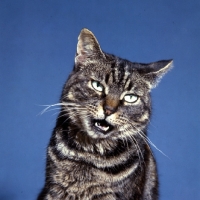 Picture of tabby cat speaking