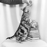 Picture of tabby cat standing up showing markings