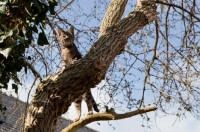 Picture of Tabby cat standing upright in a tree