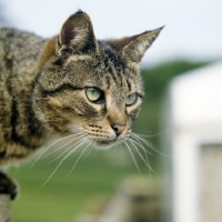 Picture of tabby cat thinking of pouncing