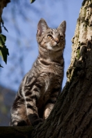 Picture of Tabby cat up a tree with blue sky background