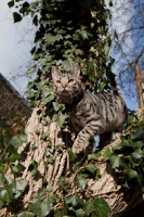 Picture of Tabby cat up a tree with ivy