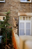 Picture of Tabby cat walking confidently on fence towards camera