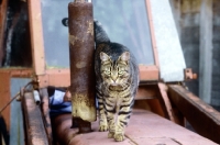 Picture of tabby cat walking on a tractor