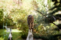 Picture of Tabby cat walking on fence towards camera