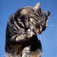 Picture of tabby cat washing