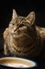 Picture of Tabby cat with food bowl