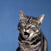 Picture of tabby cat with mouth open