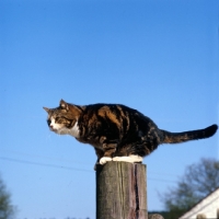 Picture of tabby cat with white markings perched on a gate post