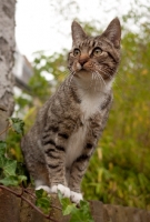 Picture of tabby cat with white paws on a wall