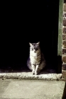 Picture of tabby farm cat sitting in the sun in doorway