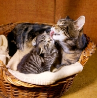 Picture of tabby kitten being washed by mother in basket
