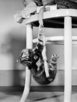 Picture of tabby kitten hanging from chair with sausages