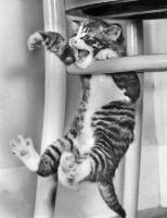 Picture of tabby kitten hanging from chair