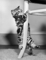 Picture of tabby kitten hanging from chair