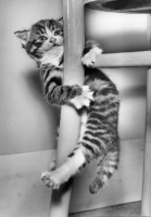 Picture of tabby kitten hanging from chair and smiling