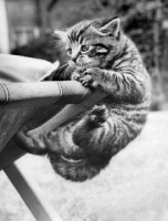 Picture of tabby kitten hanging from deck chair