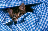 Picture of tabby kitten hiding
