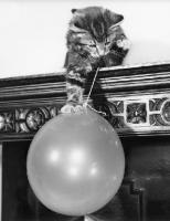Picture of tabby kitten holding balloon