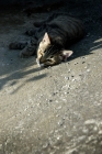 Picture of tabby kitten lying in shade