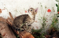 Picture of tabby kitten outside