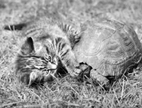 Picture of tabby kitten pawing at tortoise on grass