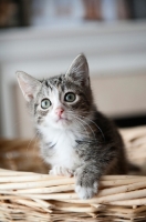 Picture of tabby kitten perching on edge of basket