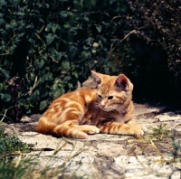 Picture of tabby kitten resting