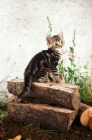 Picture of tabby kitten sitting on a pile of logs