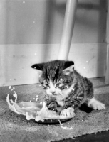 Picture of tabby kitten splashing milk in dish