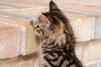 Picture of tabby kitten trying to get up a step