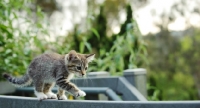 Picture of tabby kitten walking on bar