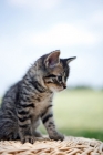 Picture of tabby kitten
