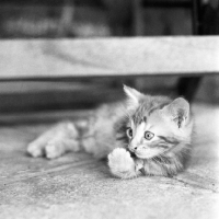 Picture of tabby long hair kitten 