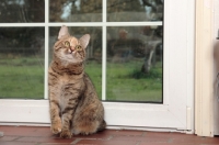 Picture of tabby Manx cat at home