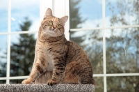 Picture of tabby Manx cat in cat tree