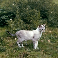 Picture of tabby point siamese cat in a field