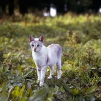 Picture of tabby point siamese cat in a field