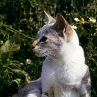 Picture of tabby point siamese cat in a field